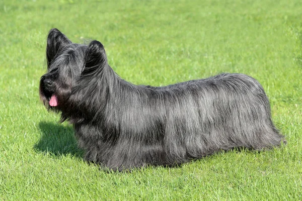 Black Skye Terrier em um gramado de grama verde — Fotografia de Stock