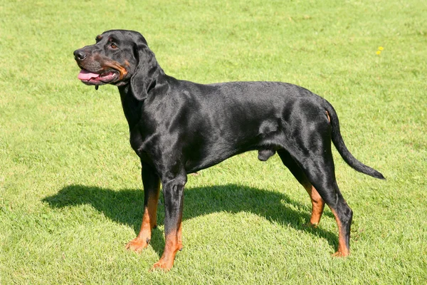 Μαύρο πολωνικού κυνηγετικού σκύλου — Φωτογραφία Αρχείου
