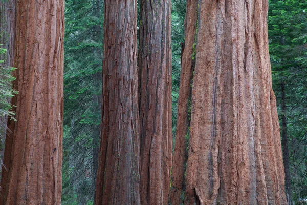 Sekvojovec sekvoje stromy v parku Sequoia national park — Stock fotografie