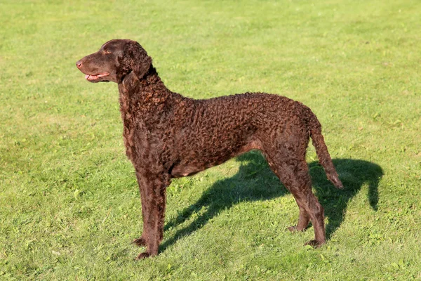 Typical Curly Coated Retriever on a green grass — Stock Photo, Image