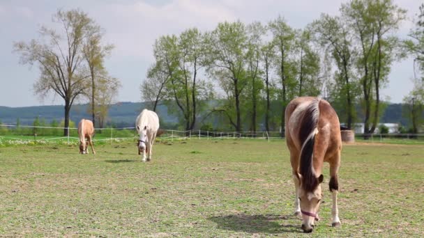 Beaux chevaux sur ranch 