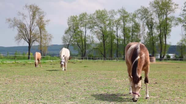 Prachtige paarden op ranch — Stockvideo