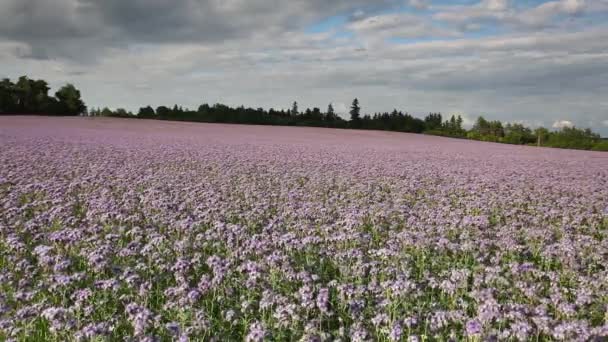 Vaches sur les alpages — Video