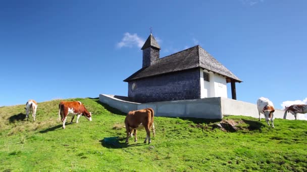 Vacas brancas e castanhas nas pastagens da montanha — Vídeo de Stock