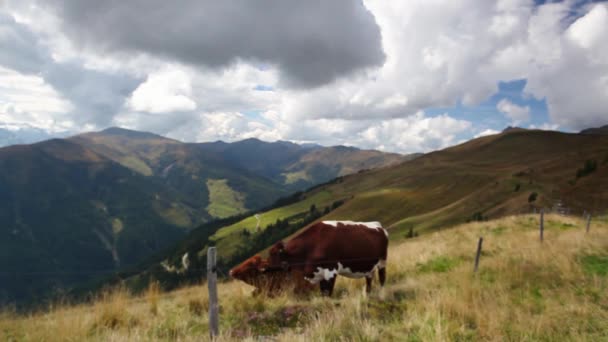 Koeien op de bergweiden — Stockvideo