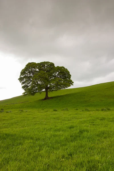 Eenzame boom op de weide in Yorkshire Dales — Stockfoto