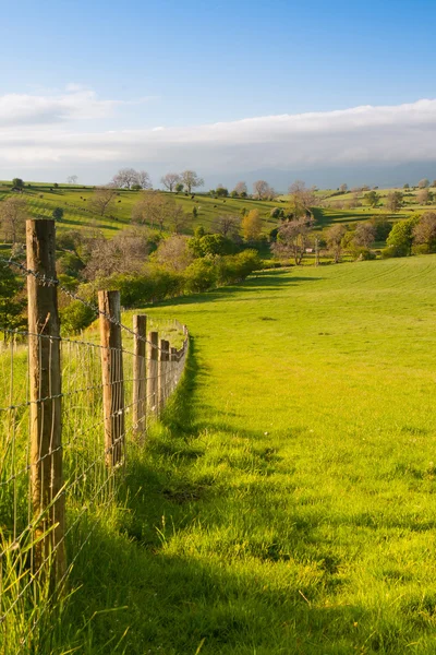 En el pasto, Smardale Gill, Gran Bretaña — Foto de Stock