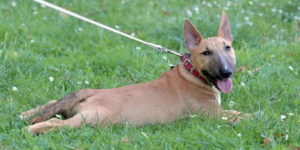 Miniatura Bull Terrier em um gramado de grama verde — Fotografia de Stock