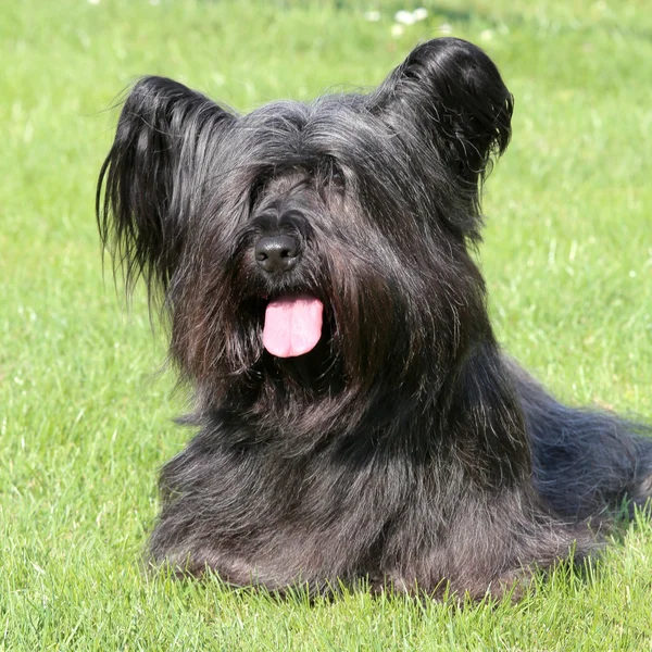 Schwarzer Skye Terrier auf einer grünen Rasenfläche — Stockfoto