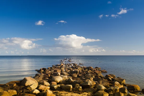 Птицы на побережье Батлического моря, остров Рюген — стоковое фото