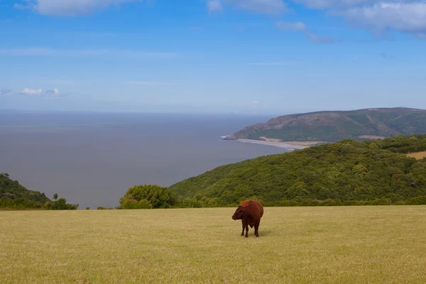 Auf der Weide in devon — Stockfoto