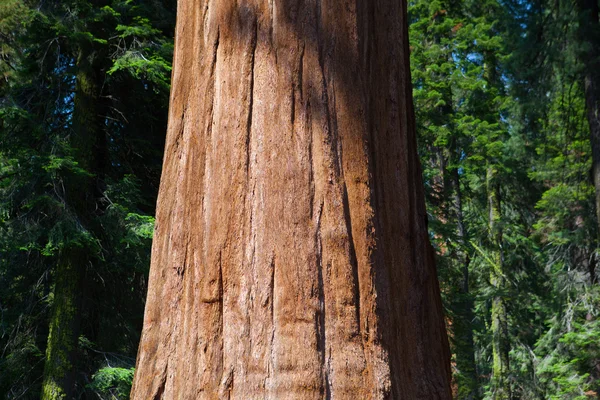 Sekvojovec sekvoje stromy v parku Sequoia national park — Stock fotografie