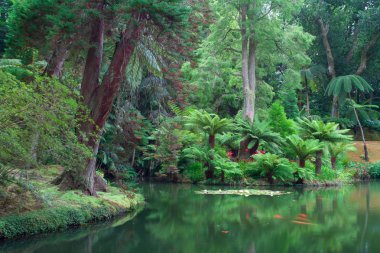 Terra Nostra Bahçe Sao Miguel Island, Azor.