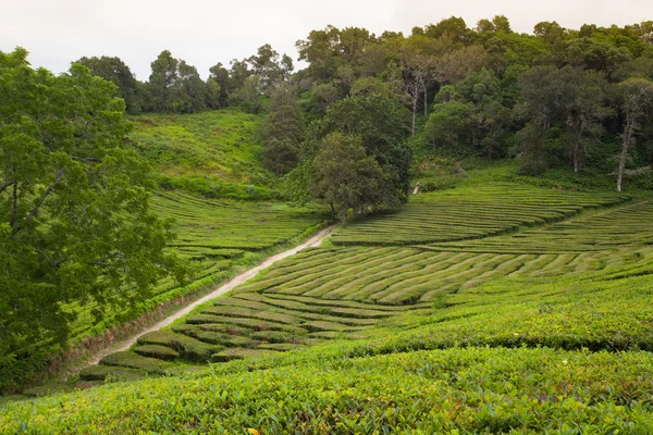 Porto Formoso tea ültetvény, Sao Lívia, Azori. — Stock Fotó