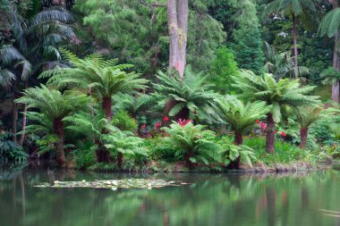 Terra Nostra Bahçe Sao Miguel Island, Azor. 