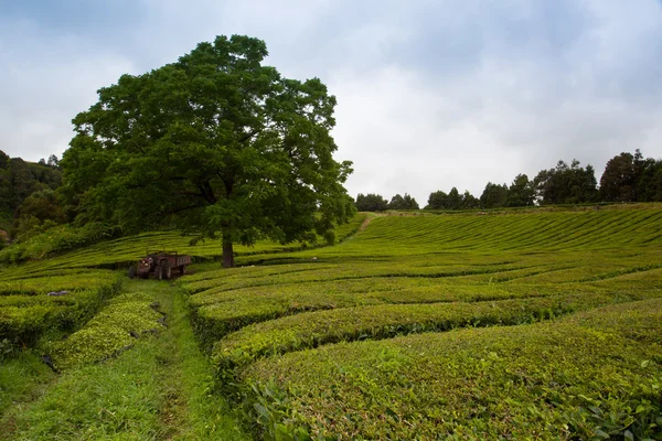 Porto Formoso tea ültetvény, Sao Lívia, Azori. — Stock Fotó