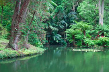 Terra Nostra Bahçe Sao Miguel Island, Azor. 