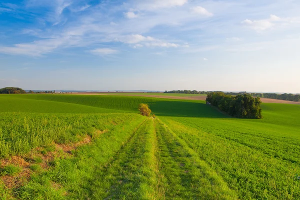 Path between green fields — Stock Photo, Image