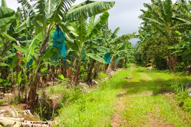 Boş yol muz çiftlikte, Guadeloupe 