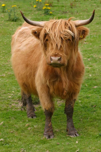 Highland Aberdeen Angus Kuh weidet grünes Gras — Stockfoto