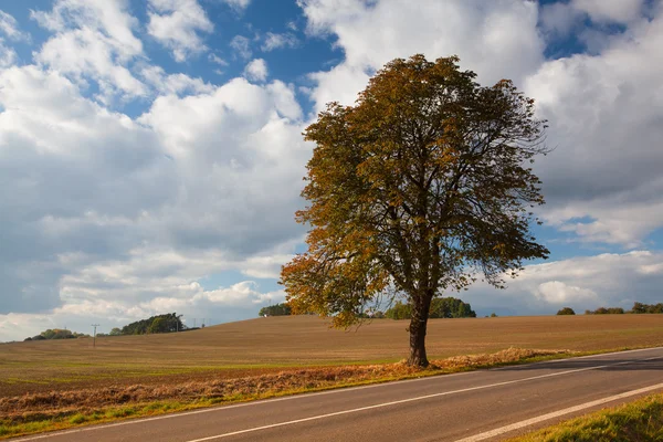 Lonely tree vervolgens de weg — Stockfoto