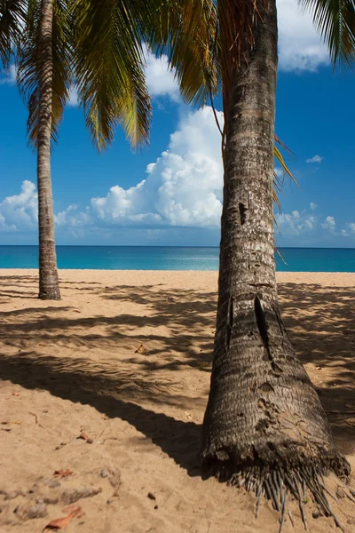 德赛，格兰德昂斯海滩瓜德罗普岛 — 图库照片