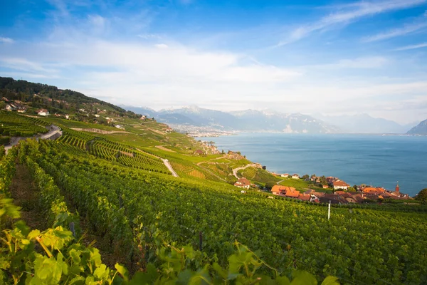 Wijngaarden van het Lavaux-gebied, Zwitserland — Stockfoto