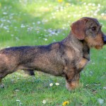 stock-photo-dachshund-wire-haired-on-a