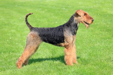 Airedale Terrier yeşil çim çim üzerinde