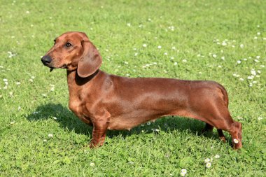 Dachshund güler yüzlü saçlı kırmızı yeşil çim çim üzerinde
