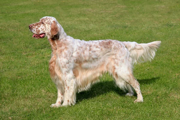 English Setter  on a green grass lawn — Stock Photo, Image