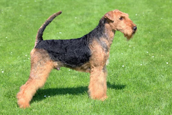 Airedale Terrier on a green grass lawn — Stock Photo, Image