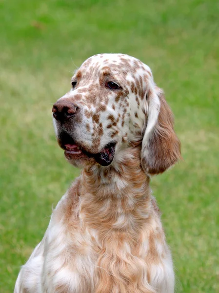 English Setter en un césped de hierba verde —  Fotos de Stock