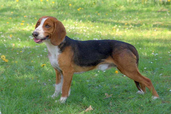 Deutsche Bracke cão em um gramado de grama verde — Fotografia de Stock