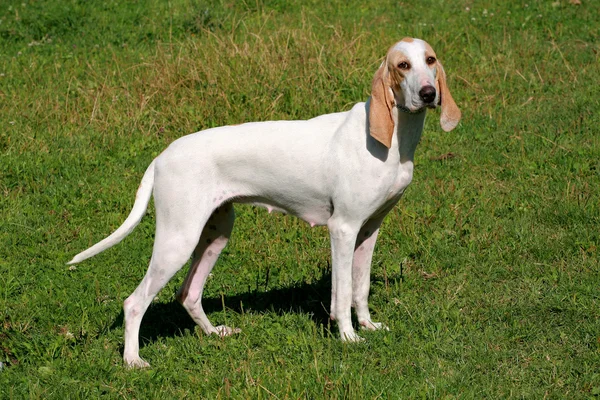 Porcelaine Hound  in the spring garden — Stock Photo, Image