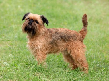 Griffon Brükselli köpek bahar bahçe içinde