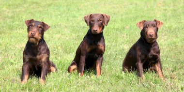 Köpek yavrusu Alman avcılık korkunç bahar bahçe