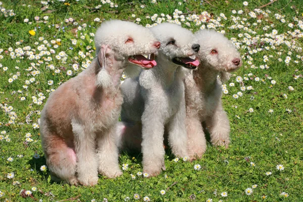 Three Bedlinton Terriers  in the spring garden — Stock Photo, Image