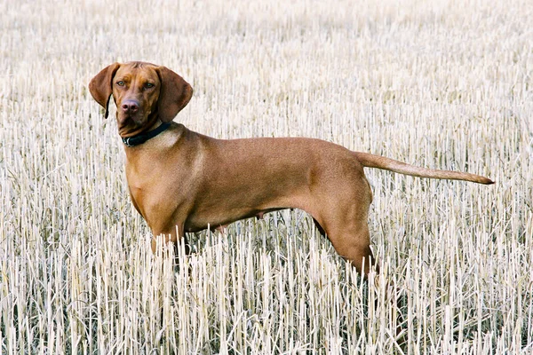 Cão húngaro no campo de outono — Fotografia de Stock