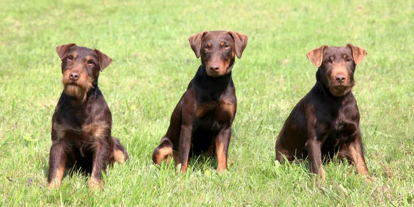 Cuccioli Terrier da caccia tedeschi nel giardino primaverile — Foto Stock