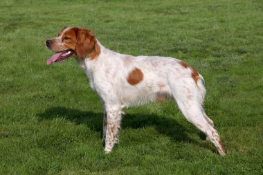 Brittany Spaniel bahar bahçe