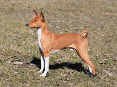 Alçaklık köpek sonbahar bahçe içinde