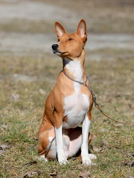 Câine Basenji în grădina de toamnă — Fotografie, imagine de stoc