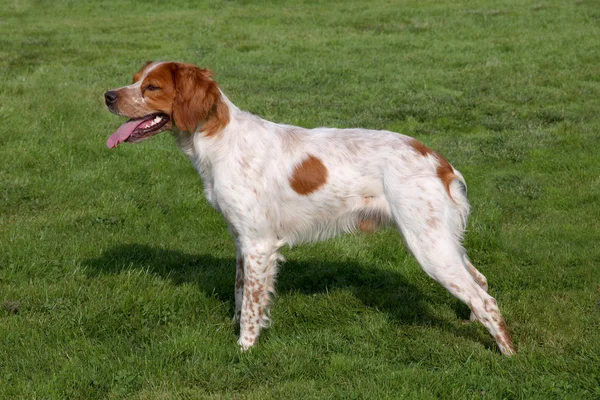 Brittany Spaniel no jardim da primavera — Fotografia de Stock