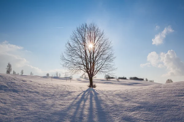 Зимний пейзаж под голубым небом — стоковое фото