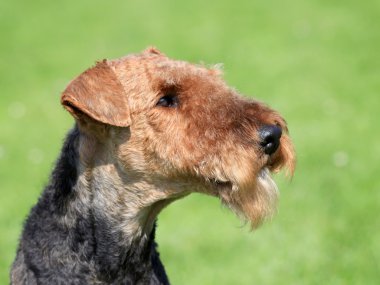 Airedale Terrier bahar bahçe