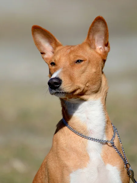 Cão Basenji no jardim de outono — Fotografia de Stock