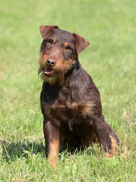 Duitse jacht Terrier in de lentetuin — Stockfoto