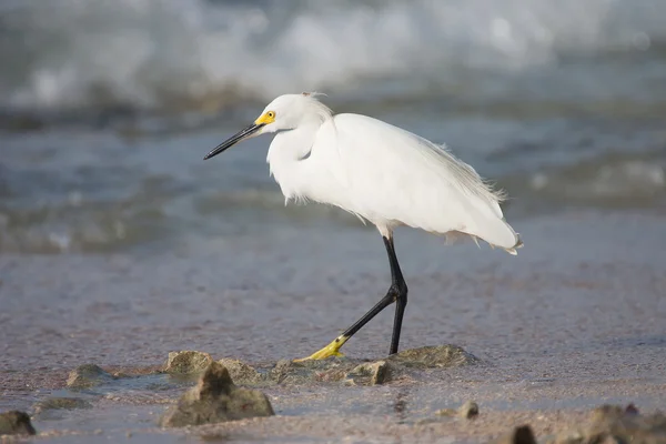 Witte reiger jacht vis in de zee — Stockfoto