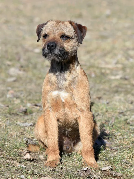Typical  Border Terrier on a green grass lawn — Stock Photo, Image